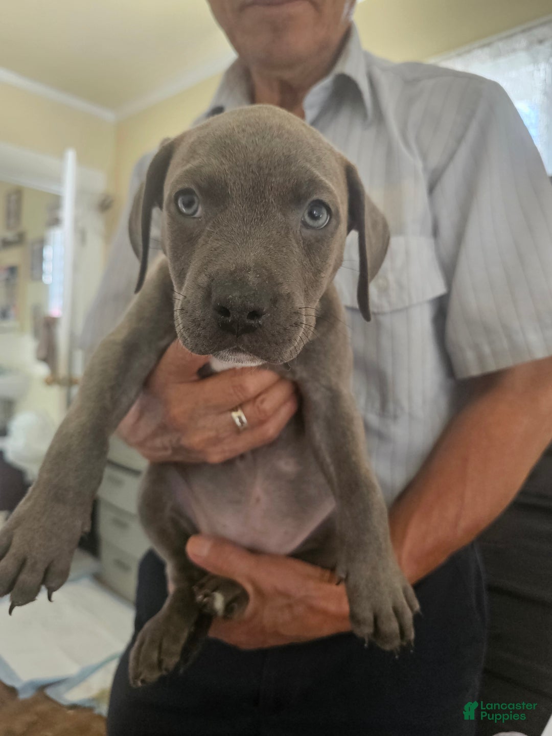 American Pit Bull Terrier dogs for sale: American Pit Bull Terrier Puppy 4 - Ad 1