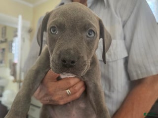 American Pit Bull Terrier dogs American Pit Bull Terrier Puppy 4 - Ad 5