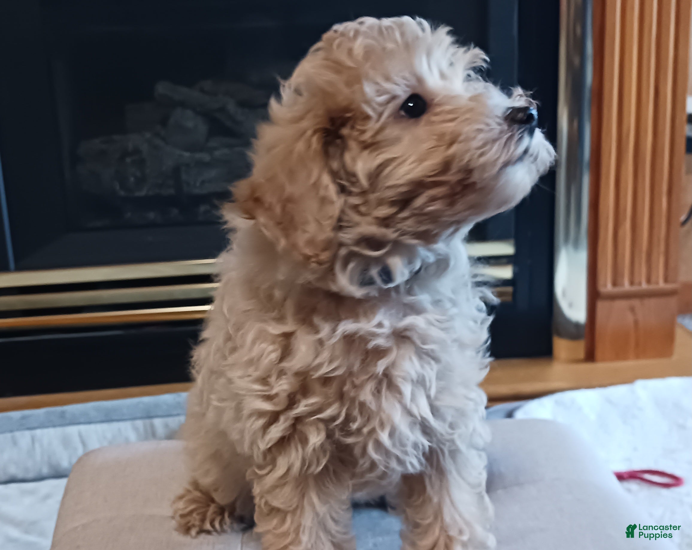 Maltipoo dogs Jack - Ad 18