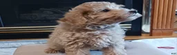 Maltipoo dogs for sale: Jack - Ad 1
