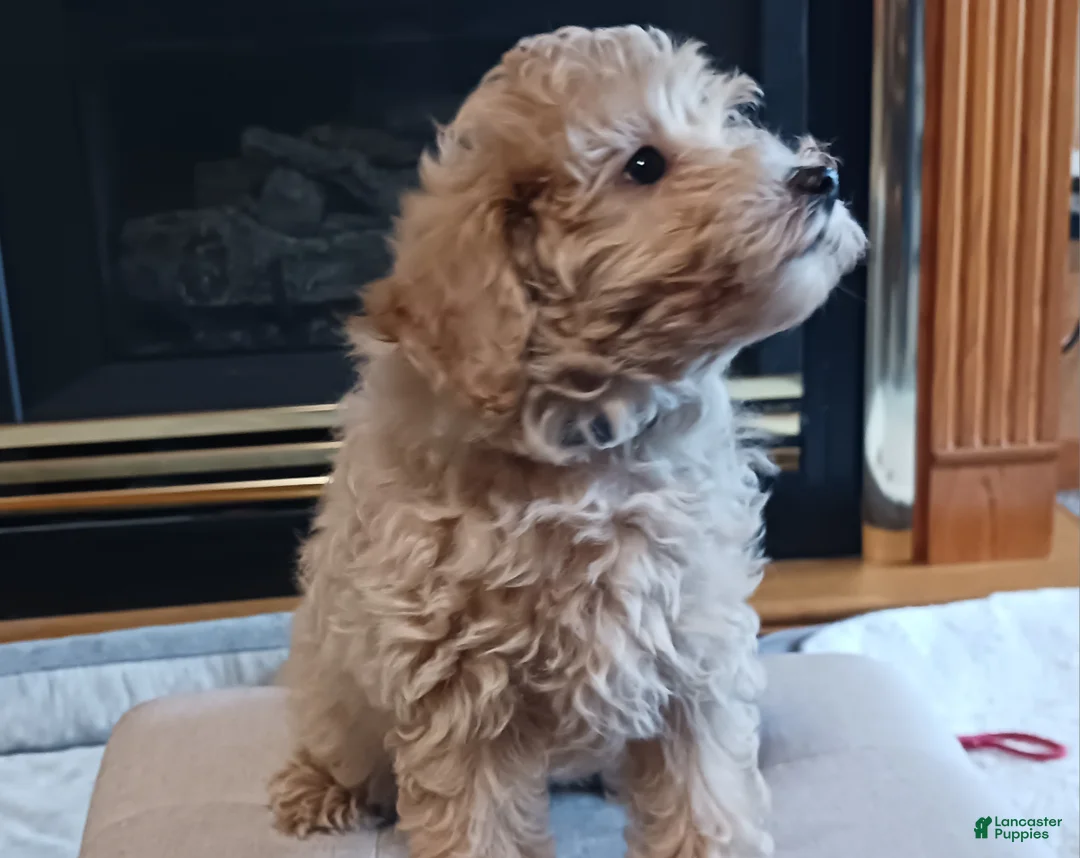 Maltipoo dogs for sale: Jack - Ad 1