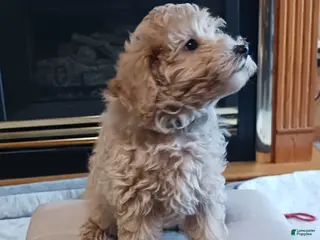 Maltipoo dogs Jack - Ad 18
