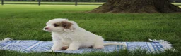 Mini Goldendoodle dogs for sale: Ria - Ad 6