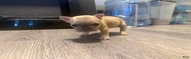 French Bulldog Puppy 6
