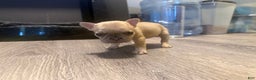 French Bulldog dogs for sale: French Bulldog Puppy 6 - Ad 1