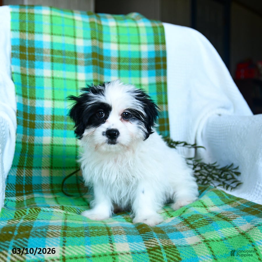 Teddy Bear dogs Wilbur - Ad 2