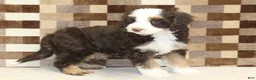 Mini Bernedoodle dogs for sale: Charlie - Ad 2