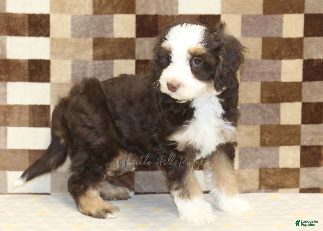 Mini Bernedoodle dogs for sale: Charlie - Ad 2