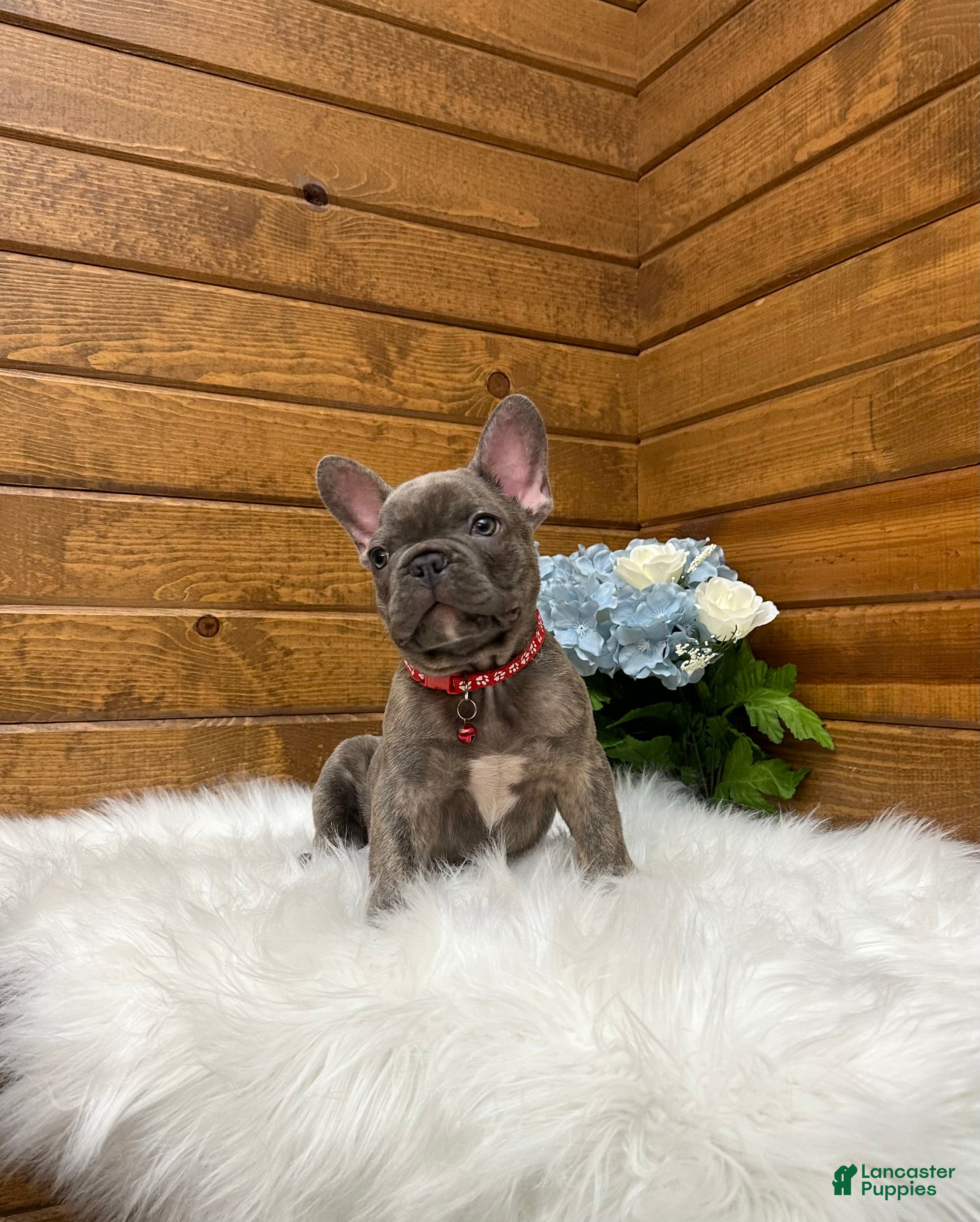 French Bulldog dogs Ryder - Ad 1