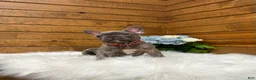 French Bulldog dogs for sale: Ryder - Ad 1