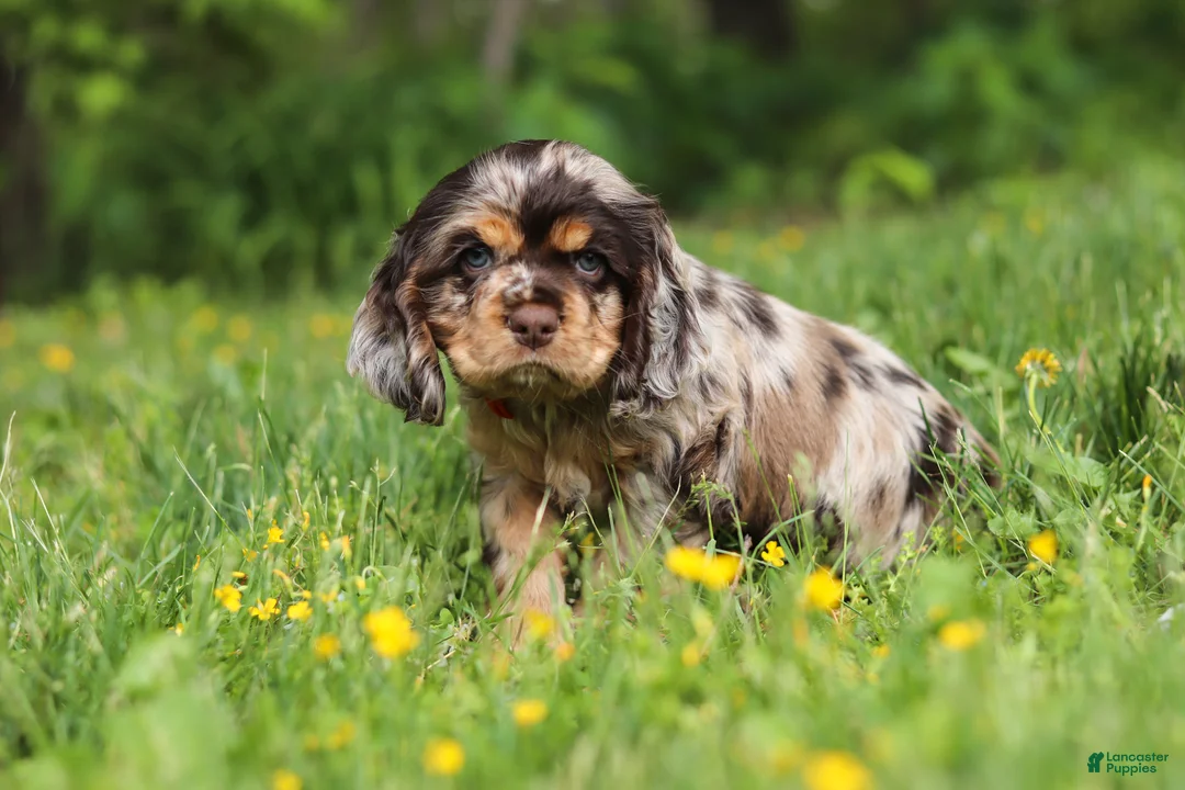 Cocker Spaniel dogs for sale: Asher - Ad 1