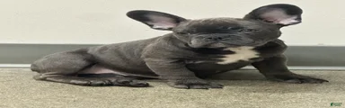 French Bulldog Puppy 1