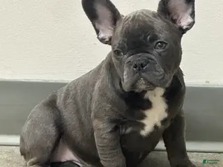 French Bulldog dogs French Bulldog Puppy 1 - Ad 38