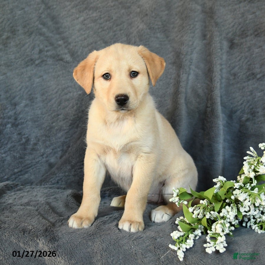 Mixed Breed dogs Faith - Ad 2