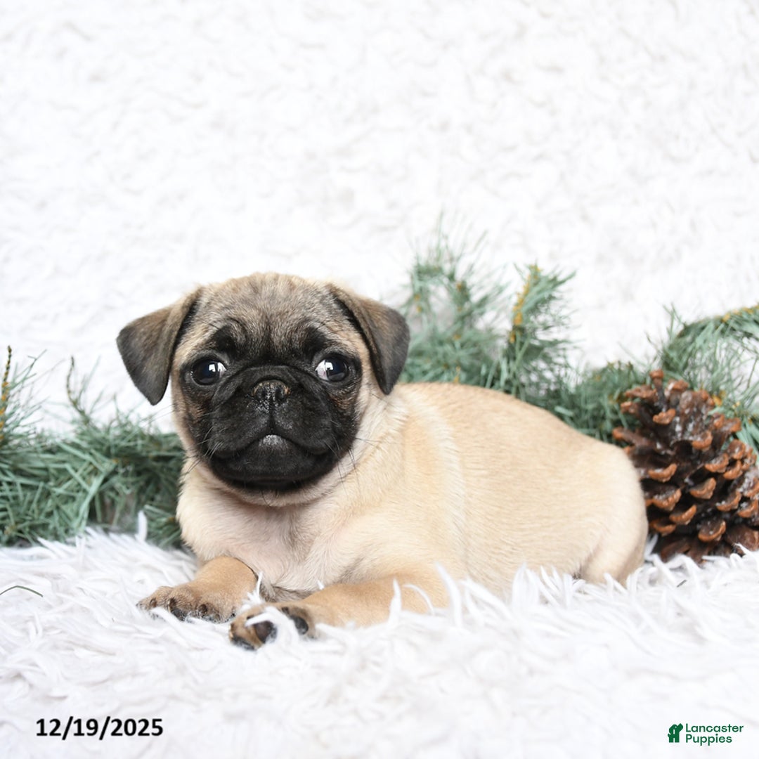 Pug dogs for sale: Pixie - Ad 2