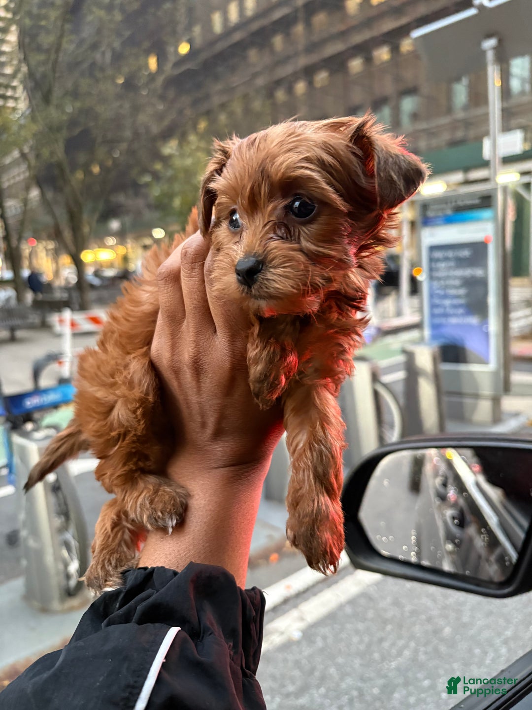 Yorkiepoo dogs for sale: TEACUP ONYX - Ad 2