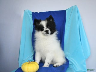 Pomeranian dogs - Ad 32