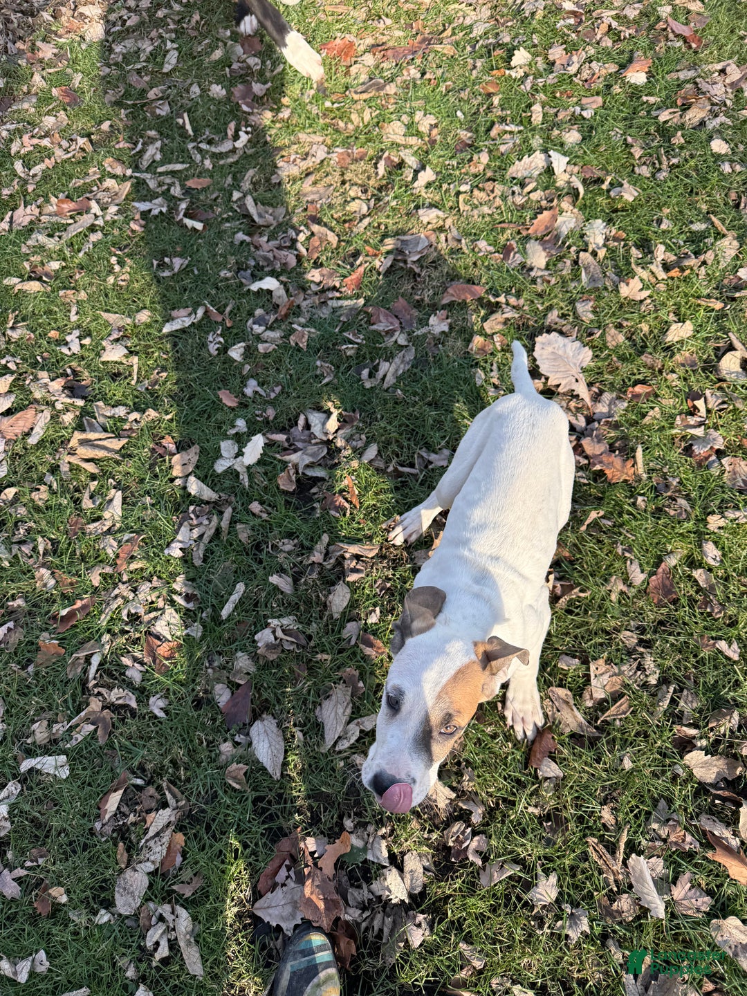 Mixed Breed dogs for sale: Lynx - Ad 5