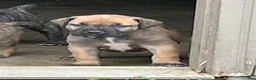 South African Boerboels dogs for sale: South African Boerboels 3 - Ad 3