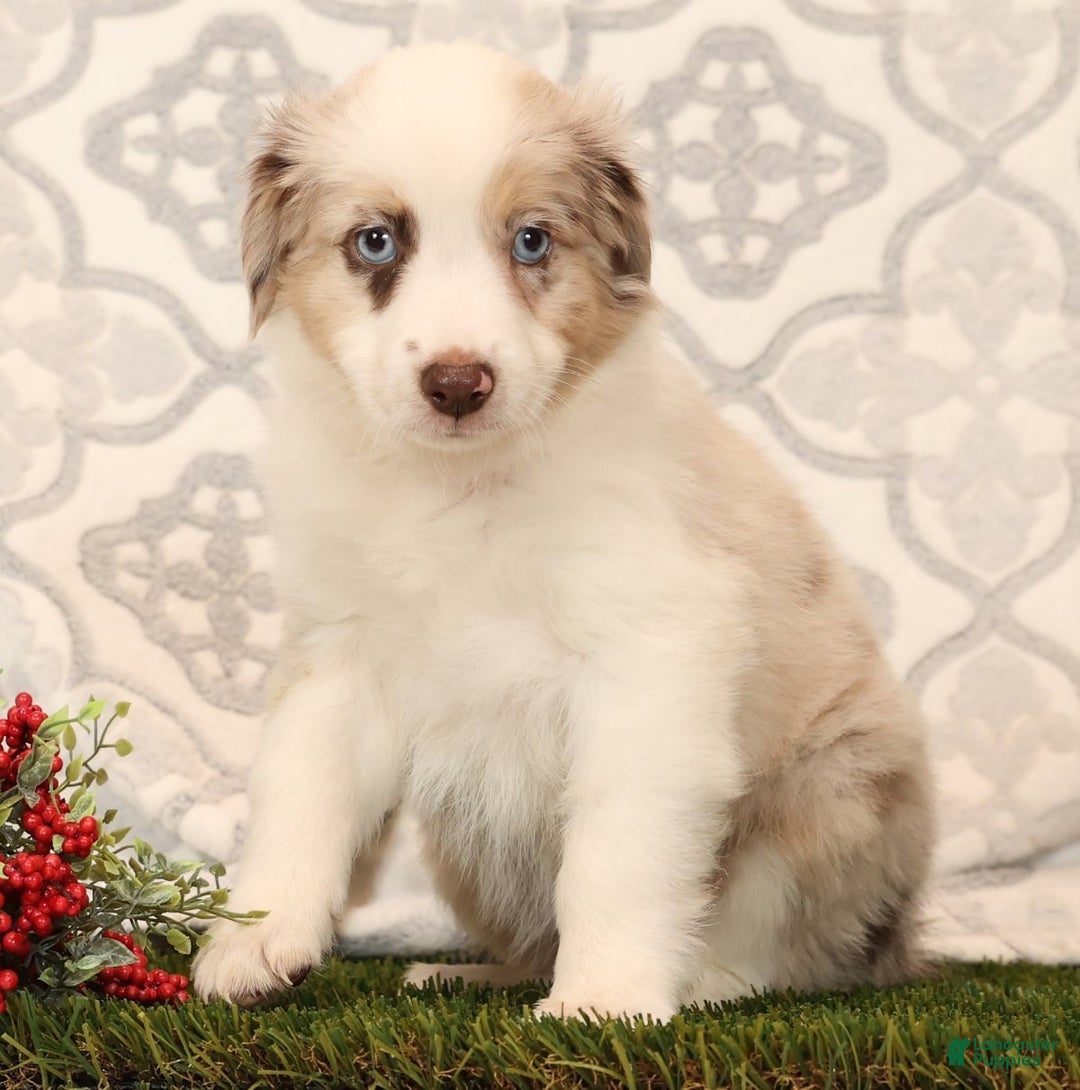 Miniature Australian Shepherd dogs for sale: Rose - Ad 8