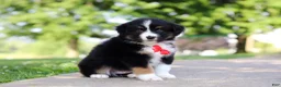 Miniature Australian Shepherd dogs for sale: Roamer - Ad 5