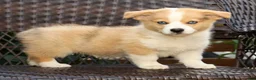 Welsh Corgi Pembroke dogs for sale: Forest - Ad 4