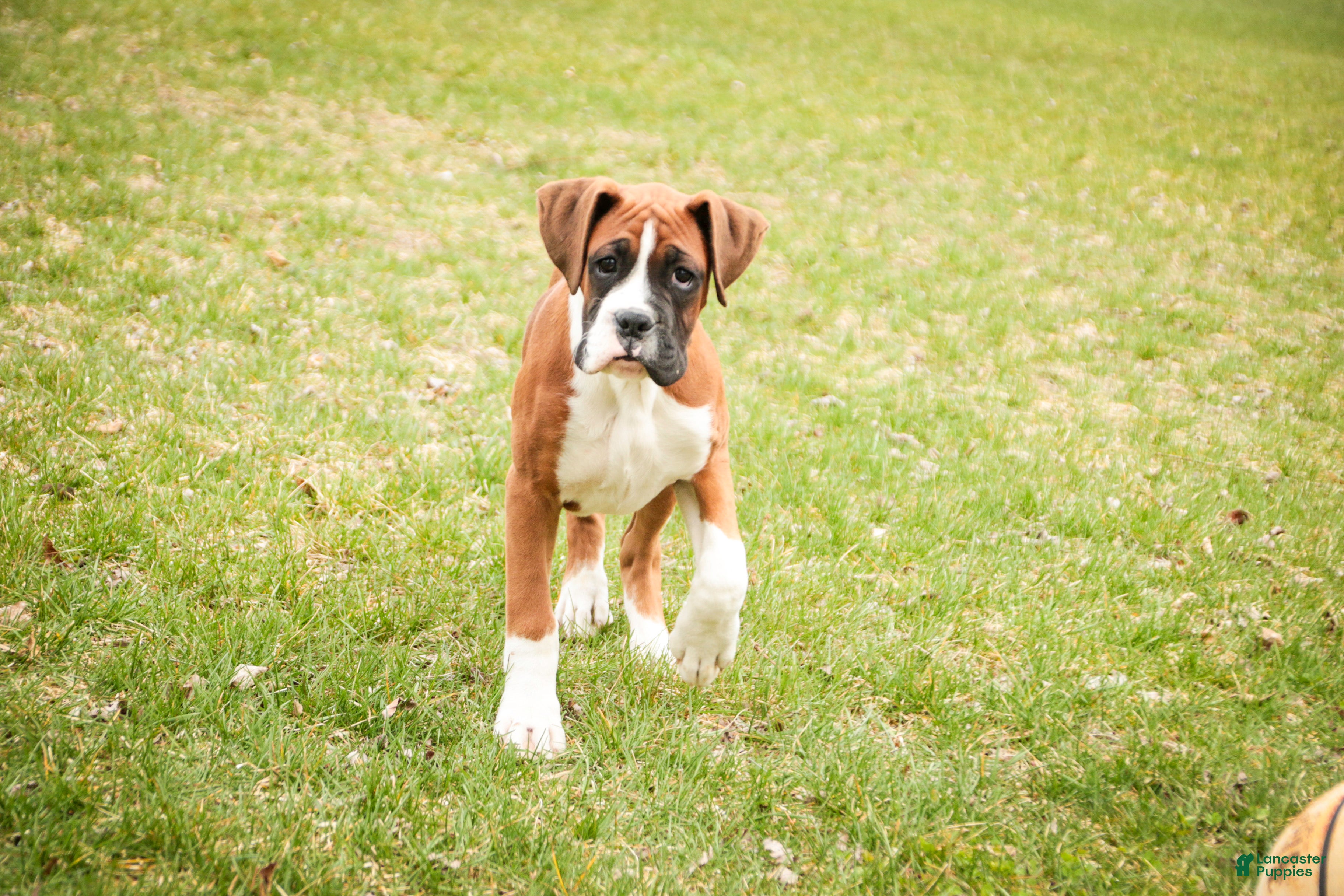 Boxer dogs Cappuccino - Ad 1