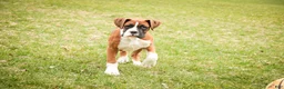 Boxer dogs for sale: Cappuccino - Ad 1