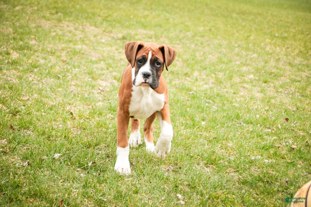 Boxer dogs for sale: Cappuccino - Ad 1
