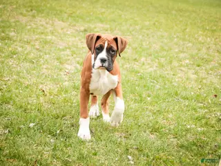 Boxer dogs for sale: Cappuccino - Ad 1