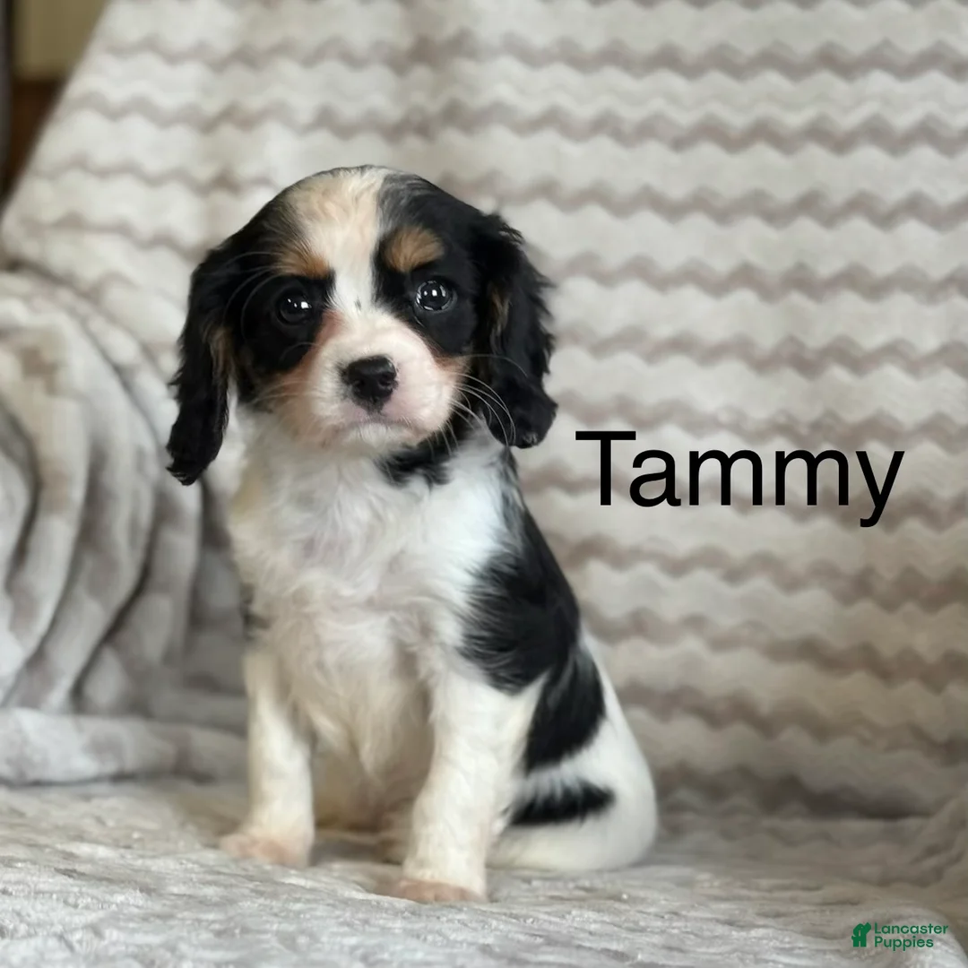 Cavalier King Charles Spaniel dogs for sale: Tammy - Ad 1