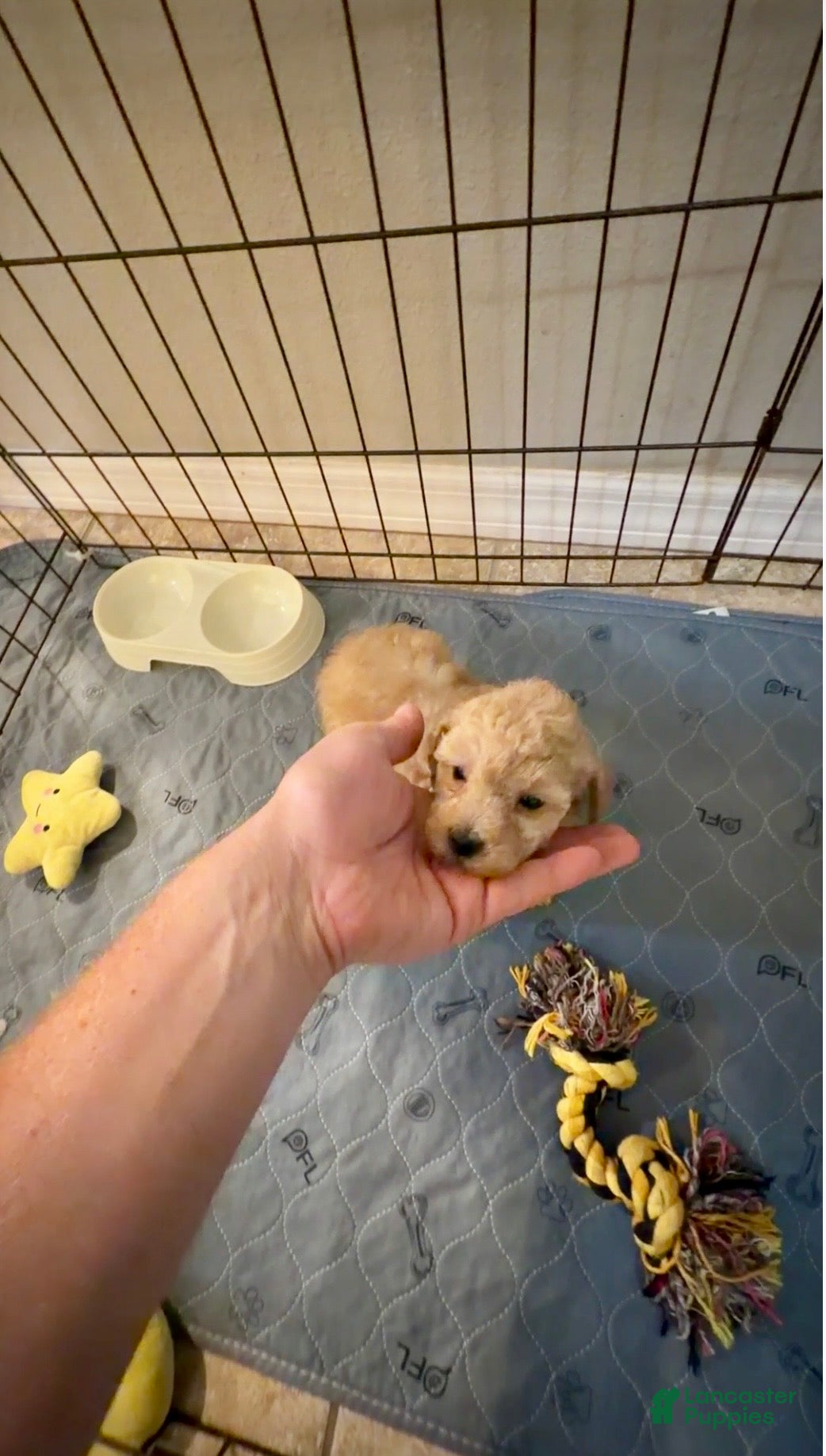 Toy Poodle dogs for sale: Cream toy poodle boy  - Ad 2