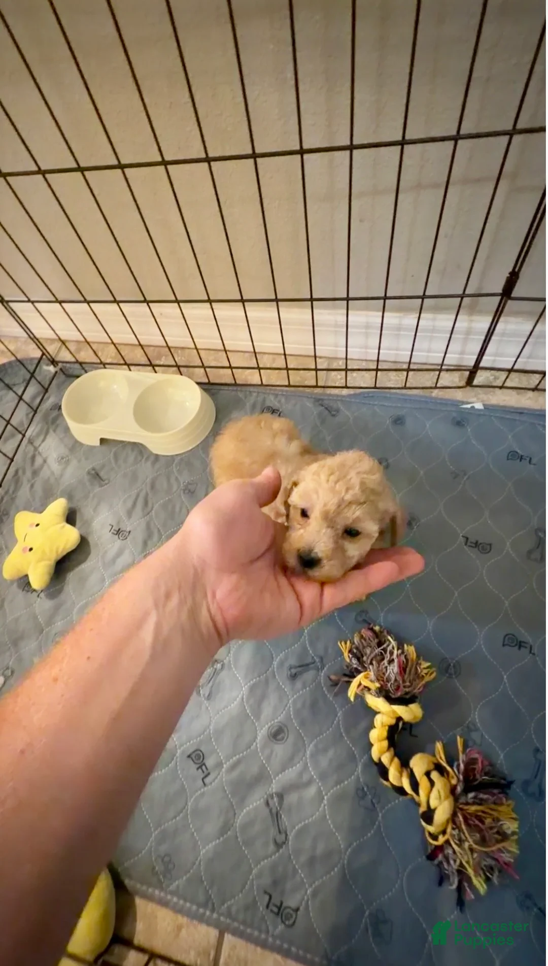 Toy Poodle dogs for sale: Cream toy poodle boy  - Ad 1