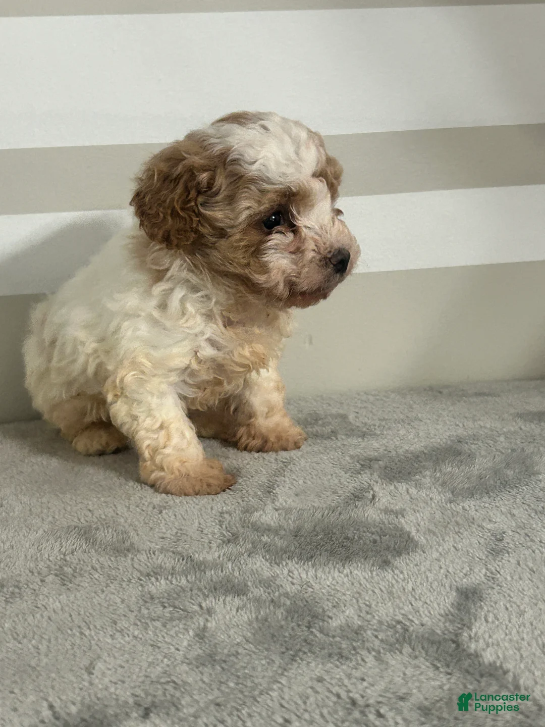 Maltipoo dogs for sale: Brianna - Ad 2