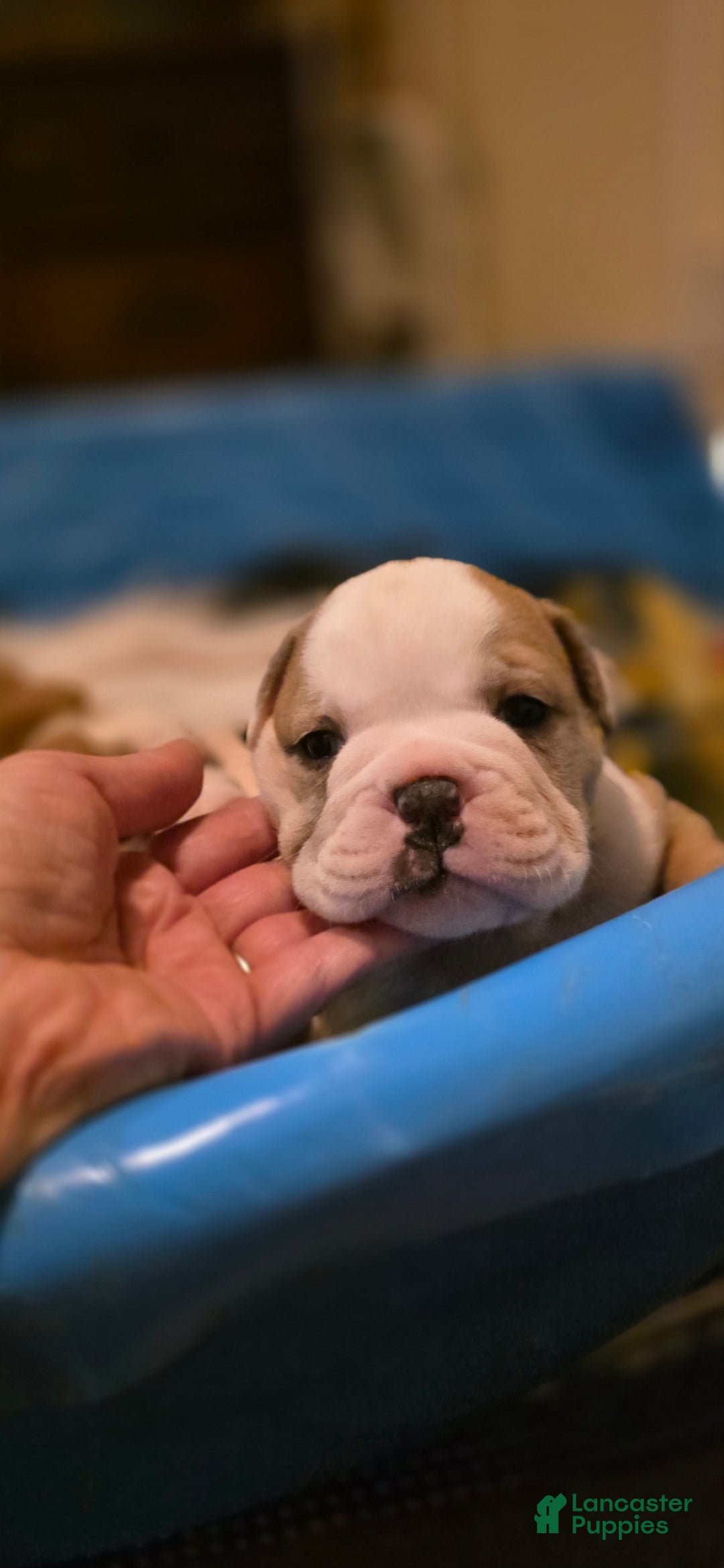 Mixed Breed dogs for sale: OLDE ENGLISH BULLDOG  - Ad 6