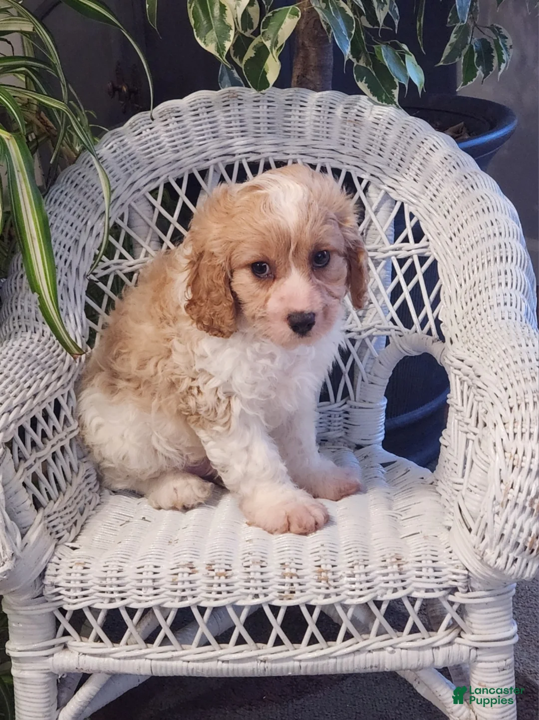 Cavapoo dogs for sale: Ice Cream  - Ad 3