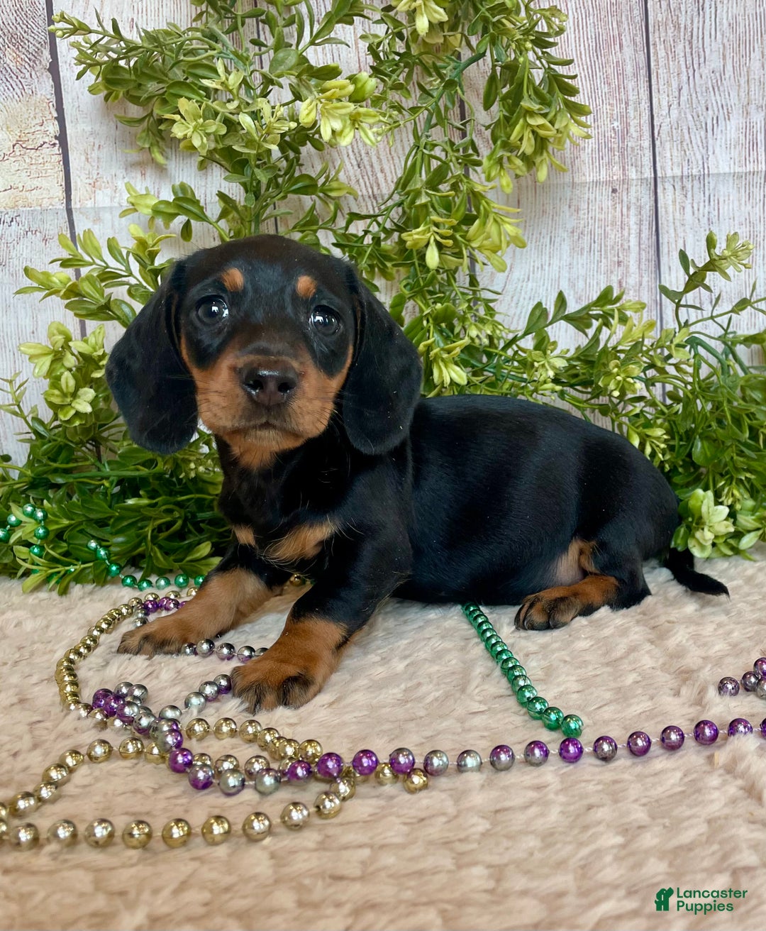 Miniature Dachshund dogs for sale: Fritz - Ad 18