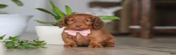 Miniature Dachshund dogs for sale: Max - Ad 4