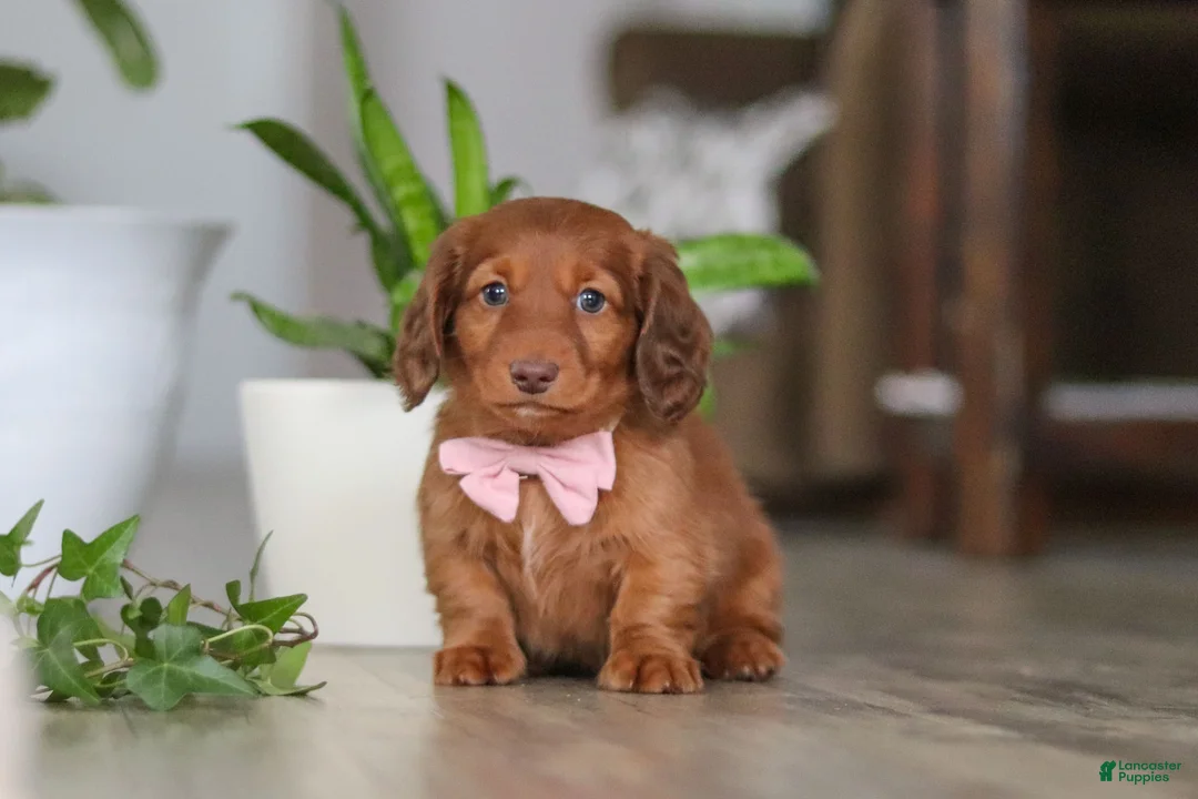 Miniature Dachshund dogs for sale: Max - Ad 4