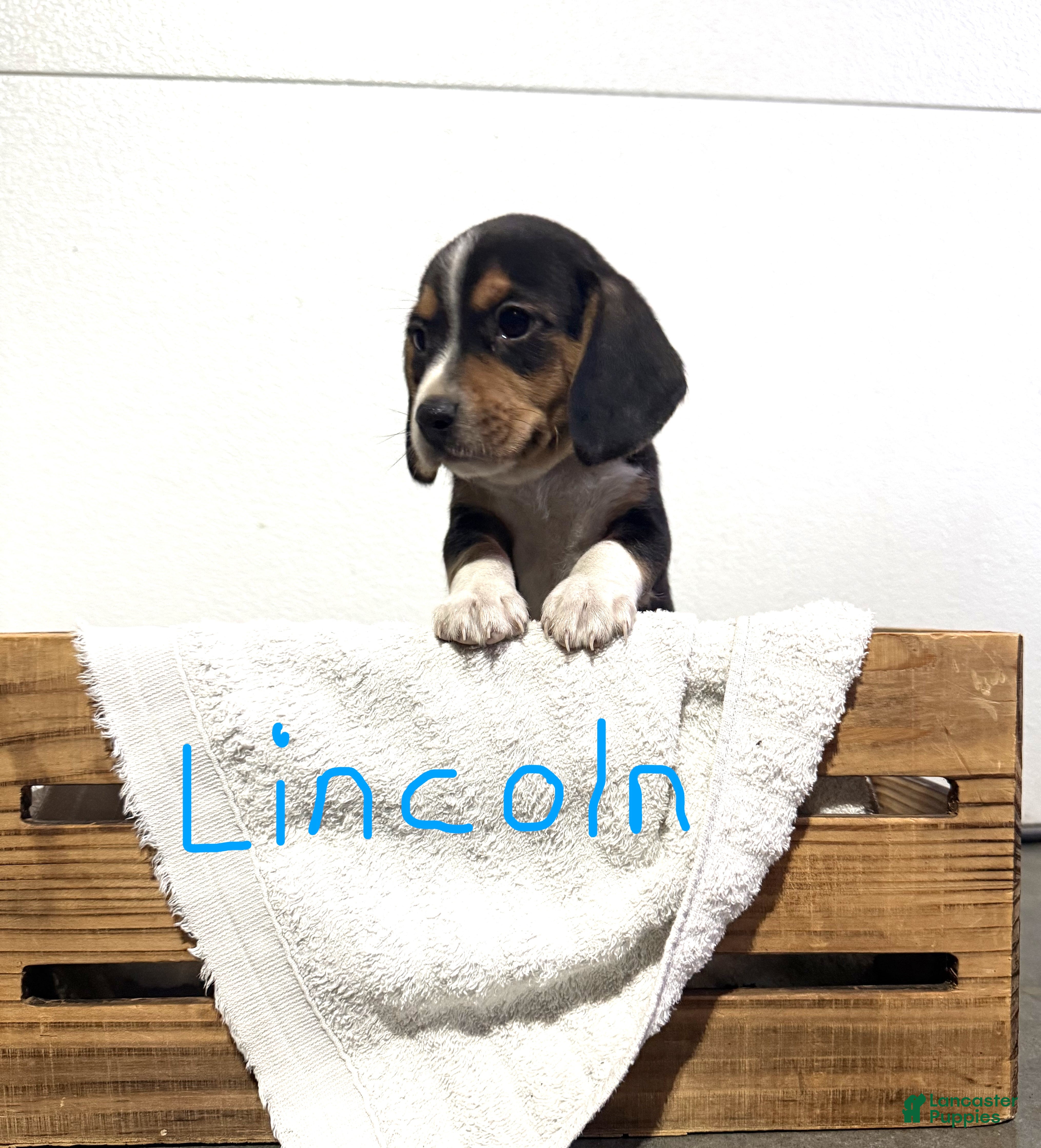 Beagle dogs Lincoln - Ad 5