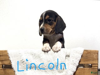 Beagle dogs Lincoln - Ad 6