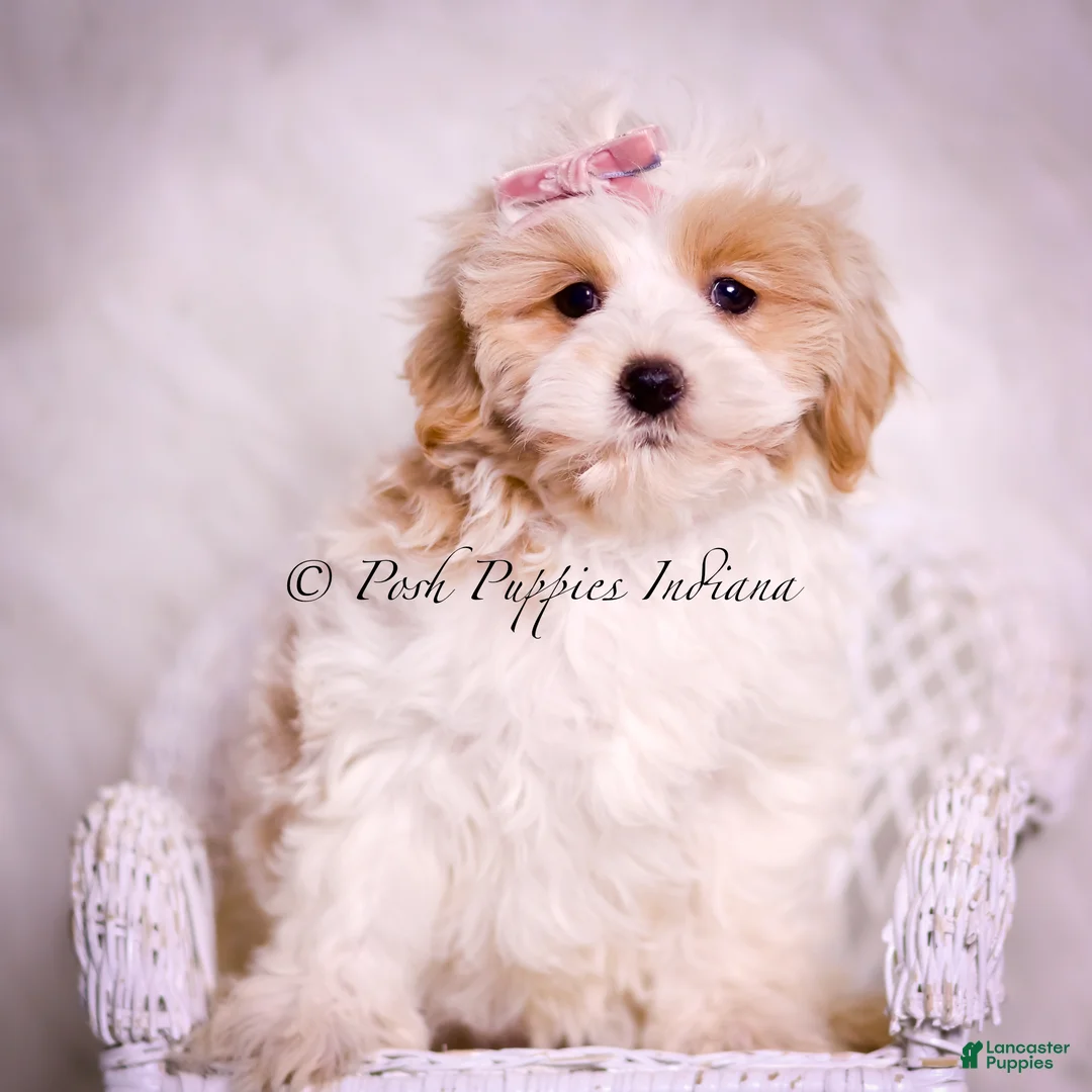 Maltipoo dogs for sale: Willow - Ad 5