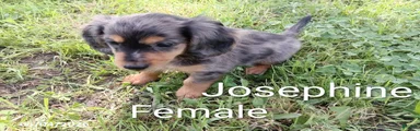 Josephine