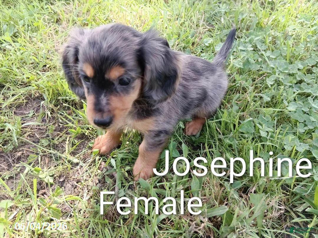 Miniature Dachshund dogs for sale: Josephine - Ad 1