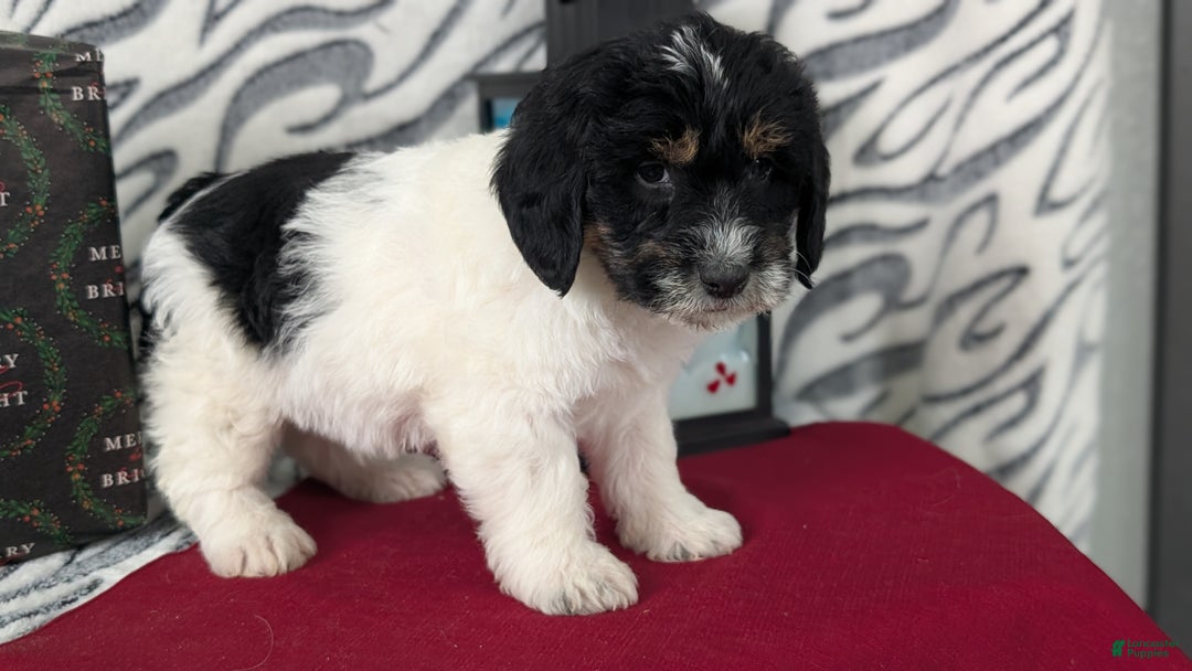 Mixed Breed dogs for sale: Asher - Ad 2