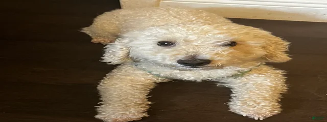 Milo