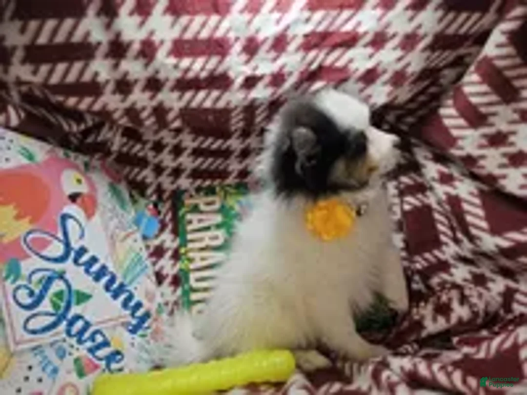 Pomeranian dogs for sale: Al Thea (F tri) - Ad 4
