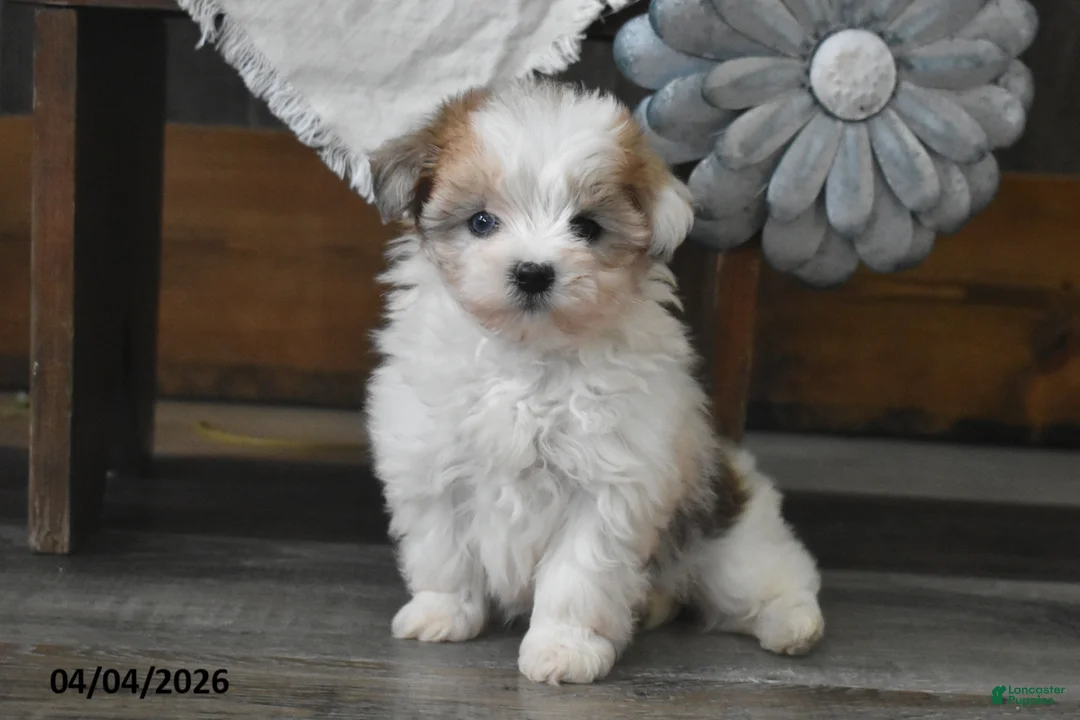 Maltipoo dogs for sale: Olivia - Ad 1