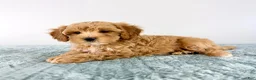 Cavapoo dogs for sale: Honey - Ad 3