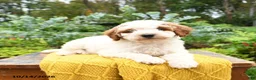 Miniature Poodle dogs for sale: Charlie - Ad 3